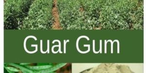 Guar Gum