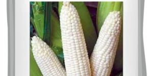 Noor Hybrid White Maize Seeds