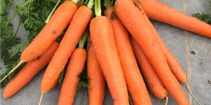 Nantes Hybrid Carrot Seeds