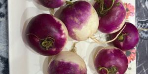 Hybrid Turnip Seeds