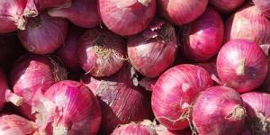 Fresh Red Onion