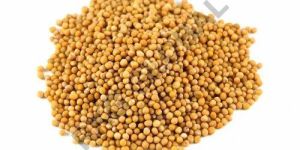 Mustard Seeds