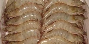 Frozen Vannamei Shrimp HOSO