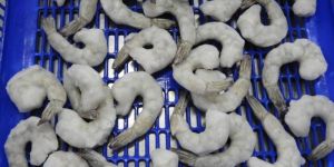 Frozen Vannamei Shrimp Tails