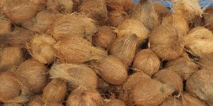 Fully Husked Coconut
