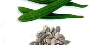 Vegetable Turai Seed