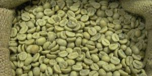 Green Ethiopian Coffee Bean