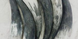 Viking Drinking Horn