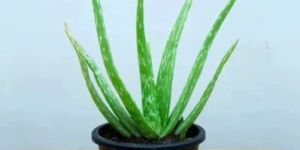 Green Aloe Vera Plant