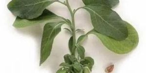 Green Ashwagandha Plant