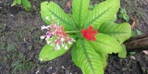 Green Sarpagandha Plant