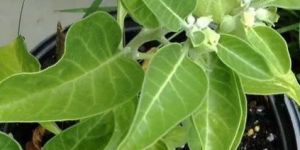Natural Ashwagandha Plant
