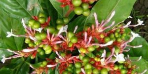 Natural Sarpagandha Plant