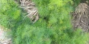 Nepali Shatavari Plant