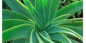 Organic Aloe Vera Plant