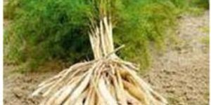 White Shatavari Plant