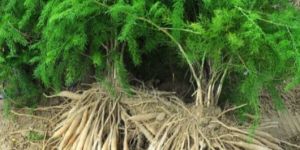 Yellow Shatavari Plant