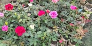 Rose Plants