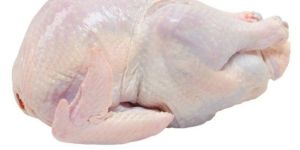 Frozen Halal Chicken Meat