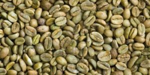 Green Arabica Coffee Bean
