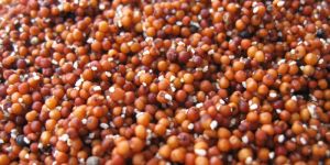 Organic Ragi Seed