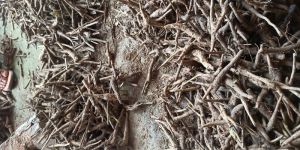 Teak Root