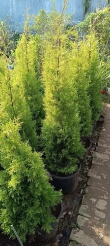 Golden Cupressus Plants