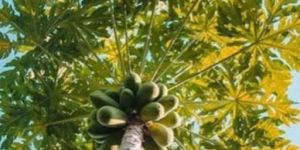 Green Papaya Plants