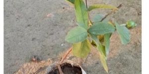 Guava Plants
