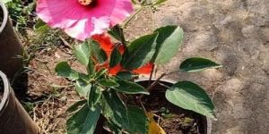 Hibiscus Rosa Sinensis Plants