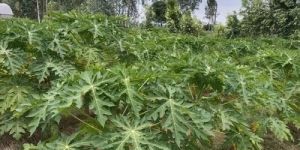 Honeydew Papaya Plants