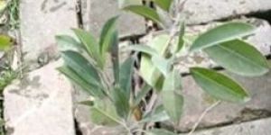 Kirthubarthi Chiku Plants