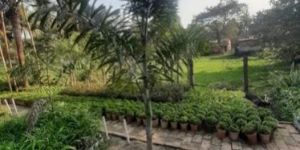 Outdoor Palm Plants