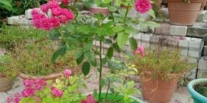 Pink Rose Plants