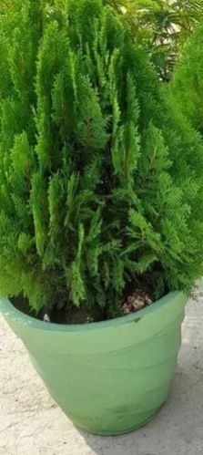 Platycladus Orientalis Plants