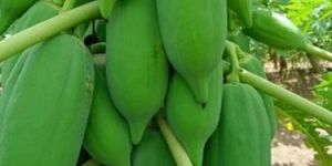 Red Lady Papaya Plants