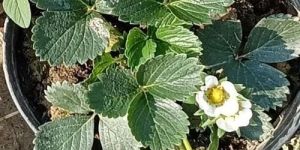 Strawberry Plants