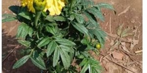 Yellow Marigold Plants