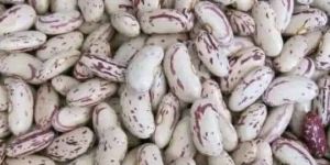 White Kidney Beans