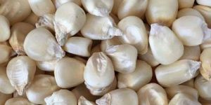 White Maize Cattle Feed