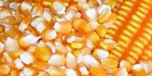 Yellow Corn Animal Feed