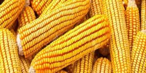 Yellow Corn Maize