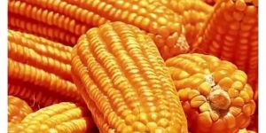 Non Gmo Yellow Corn