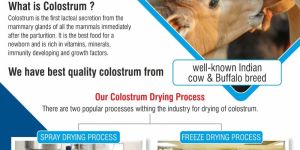 Cow Colostrum