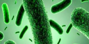 Bacillus Clausii Powder