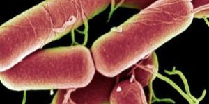 Bacillus Subtilis Powder