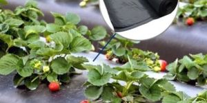 Biodegradable Mulch Film