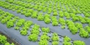 Plastic Mulching Sheets