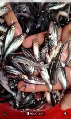 Pangasius Fish Seed