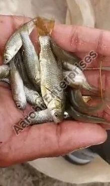 Rohu Imc Fish Seeds